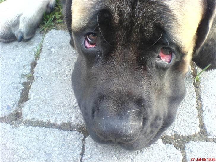 Mastiff zondors amazing luffe - det kan man da kalde bedende øjne !! billede 6