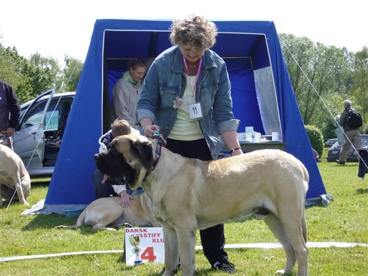 Mastiff zondors amazing luffe - på udstilling billede 7