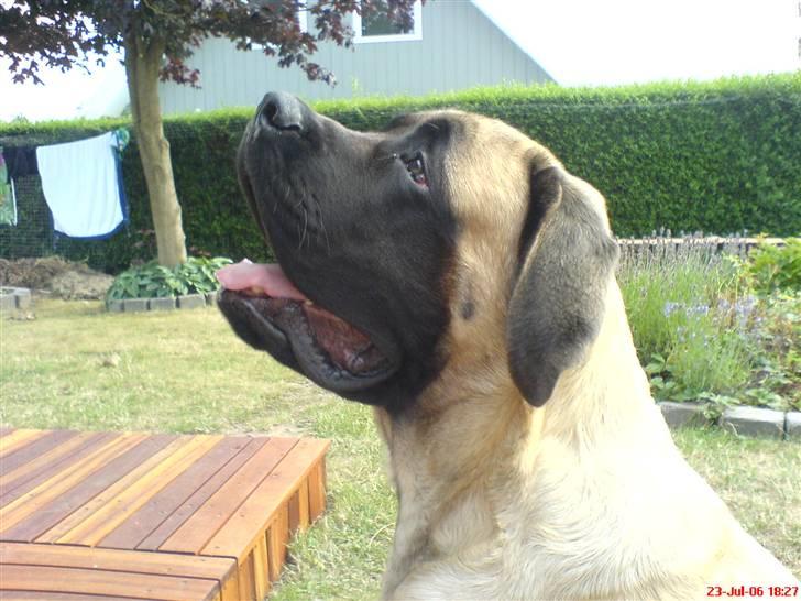 Mastiff zondors amazing luffe - må jeg få en hundekiks ??? billede 8