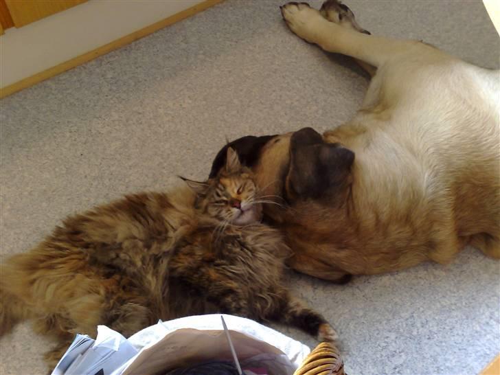 Mastiff zondors amazing luffe - Luffe og Fanta.Cute ik ? billede 9