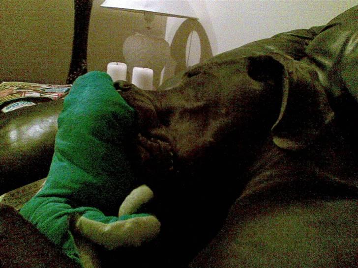 Grand danois Groggy himmelhund - Er faldet i søvn, med sin sutteklud. (Blæksprutten) billede 20