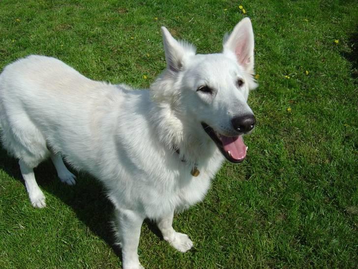 Hvid schæfer Nanok The White Diamond billede 1