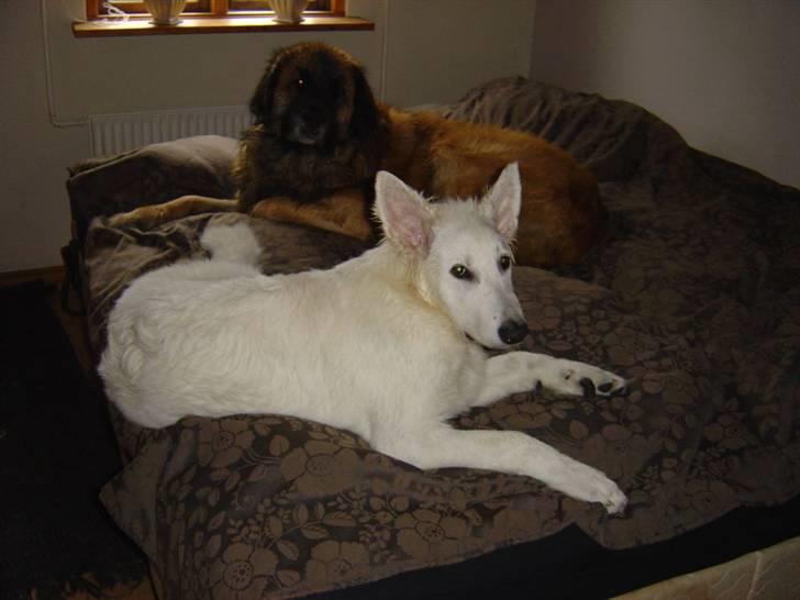 Hvid schæfer Nanok The White Diamond billede 2