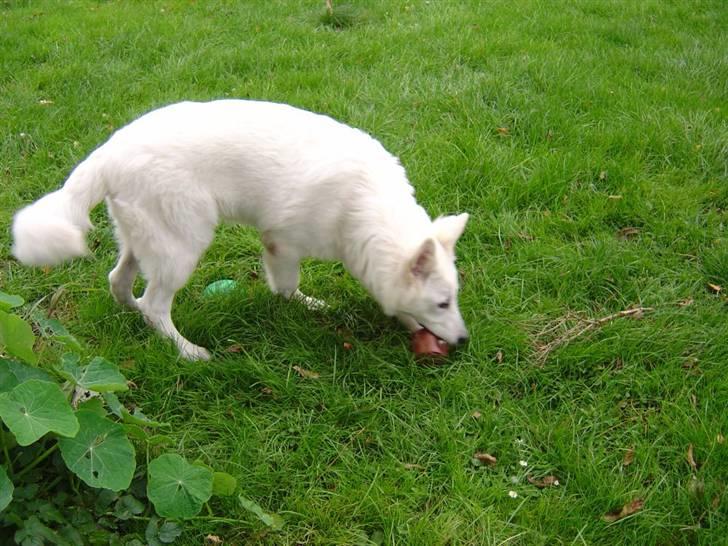 Hvid schæfer Nanok The White Diamond billede 3