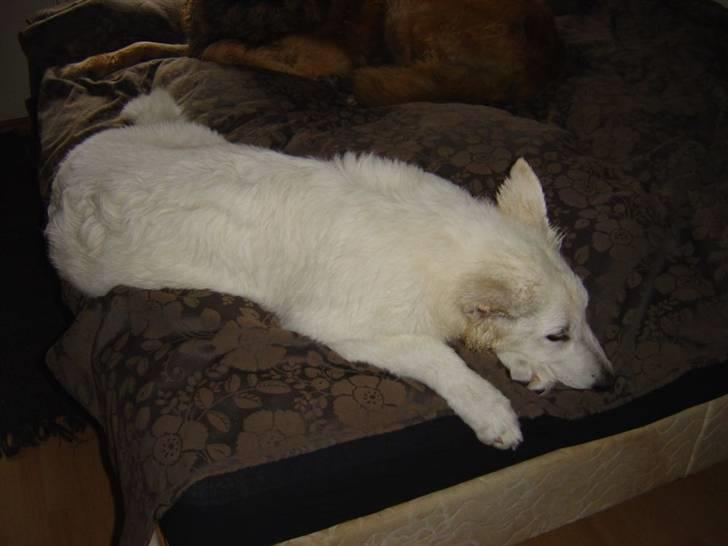 Hvid schæfer Nanok The White Diamond billede 4