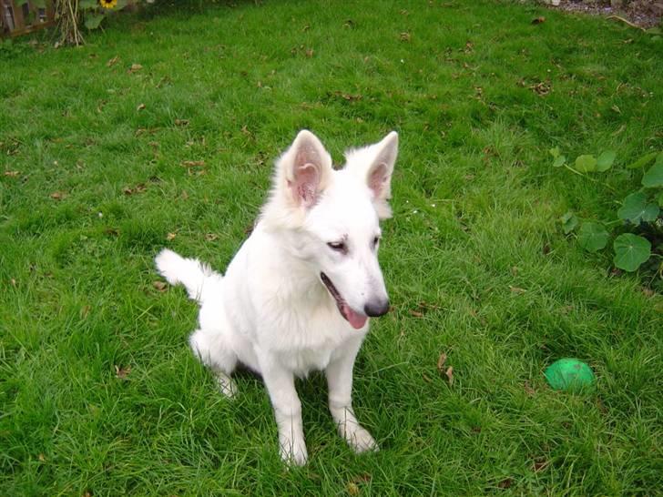 Hvid schæfer Nanok The White Diamond billede 5