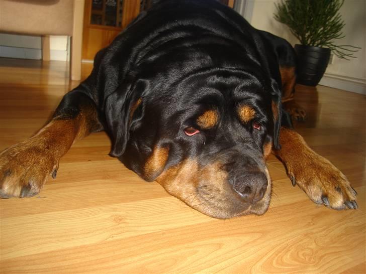 Rottweiler niki billede 2