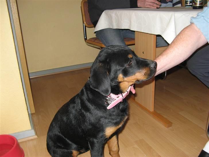 Rottweiler malou - malou billede 1