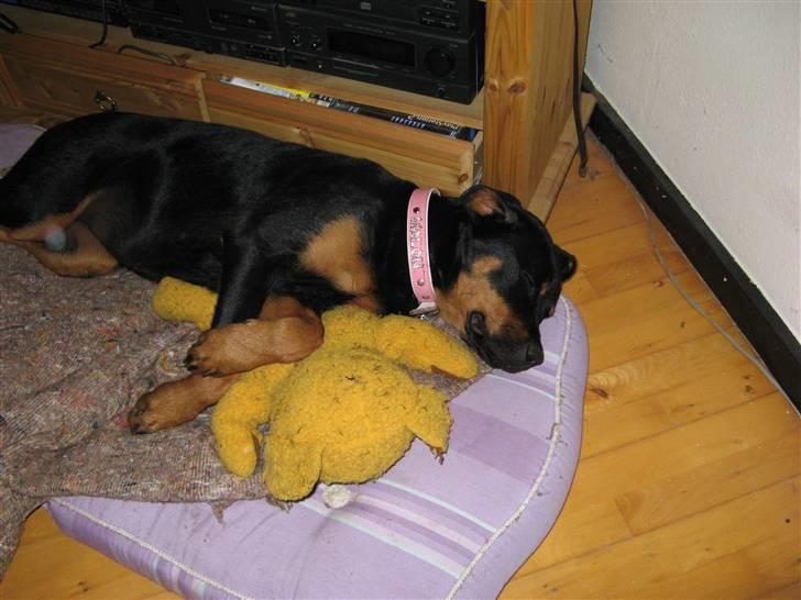 Rottweiler malou - malou billede 2