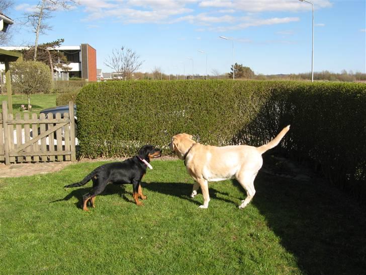 Rottweiler malou - her leger hun med en anden hund billede 3