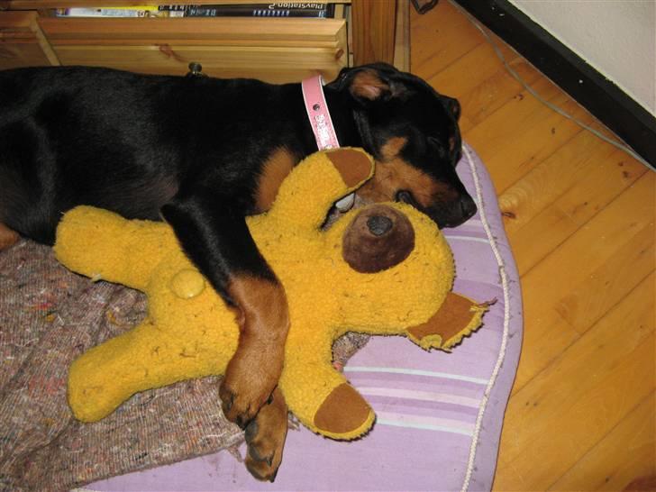 Rottweiler malou - hun elsker den bamse billede 4