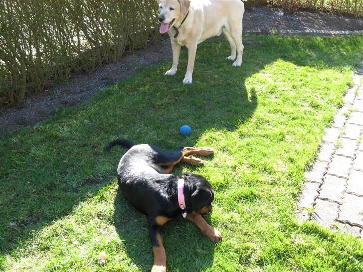 Rottweiler malou - malou billede 5