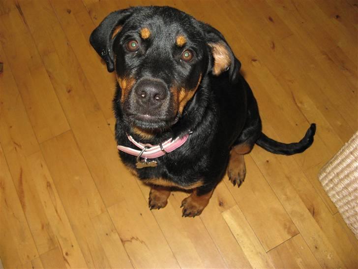 Rottweiler malou - hun elsker kamaret billede 6