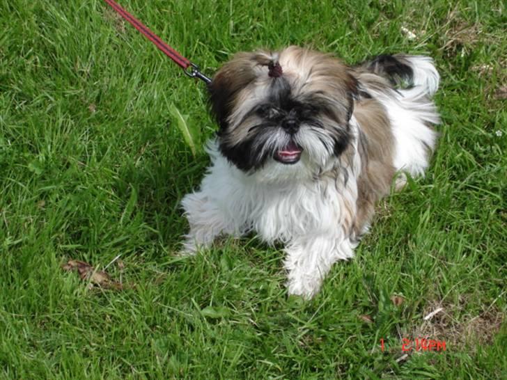 Shih tzu malu og milla her billede 15