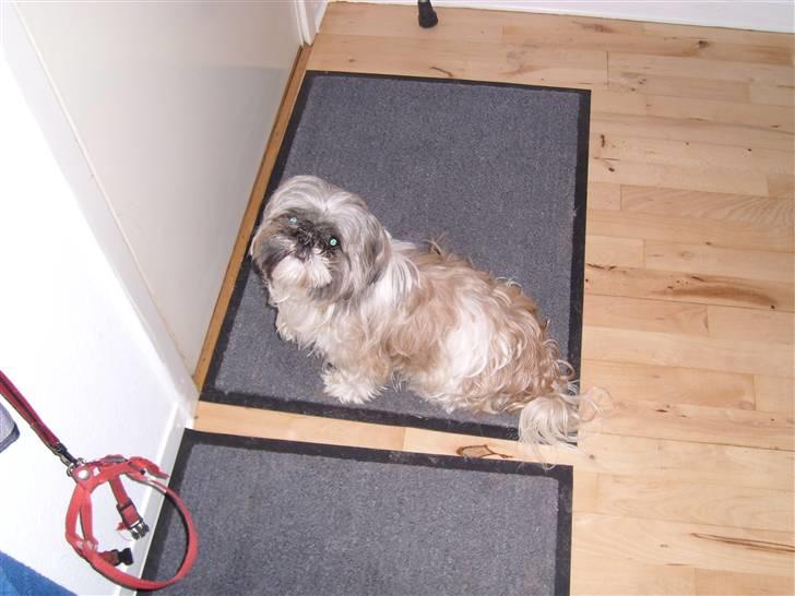 Shih tzu malu og milla her billede 16
