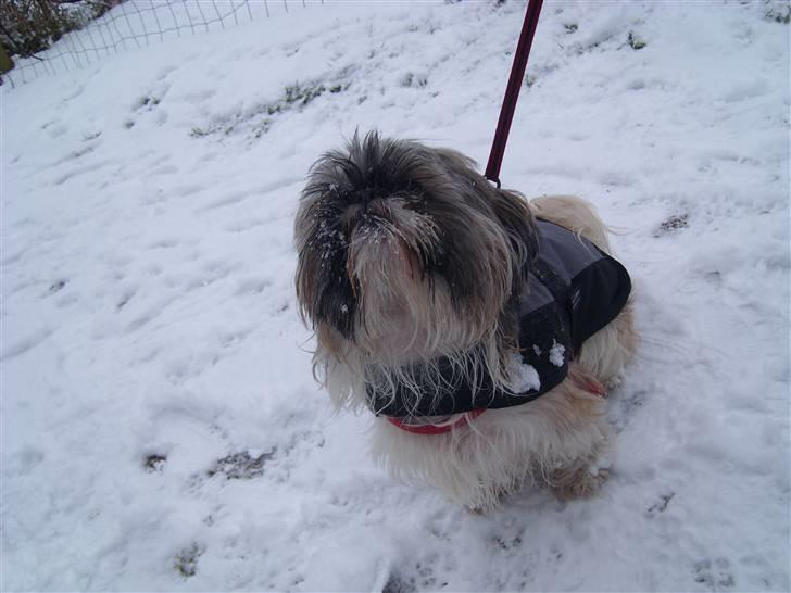 Shih tzu malu og milla her billede 17