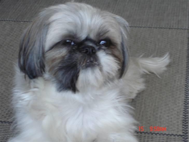 Shih tzu malu og milla her billede 18