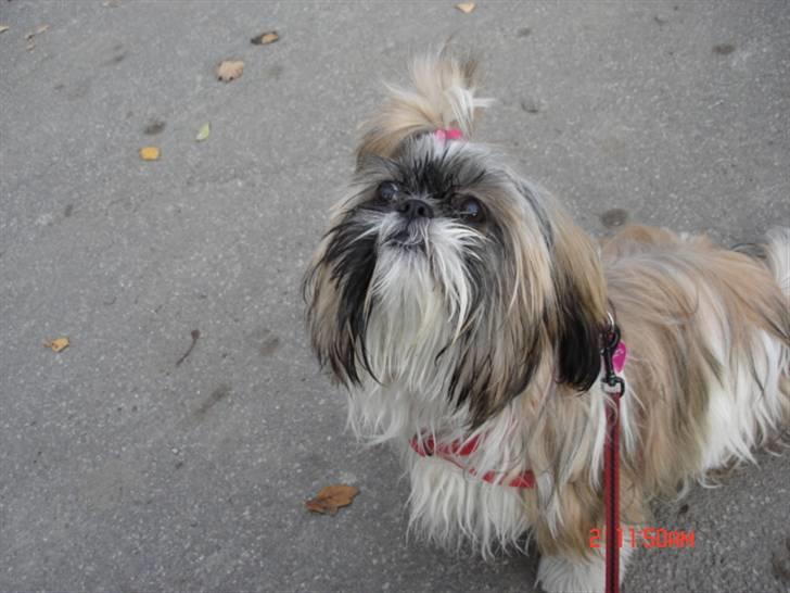 Shih tzu malu og milla her billede 19