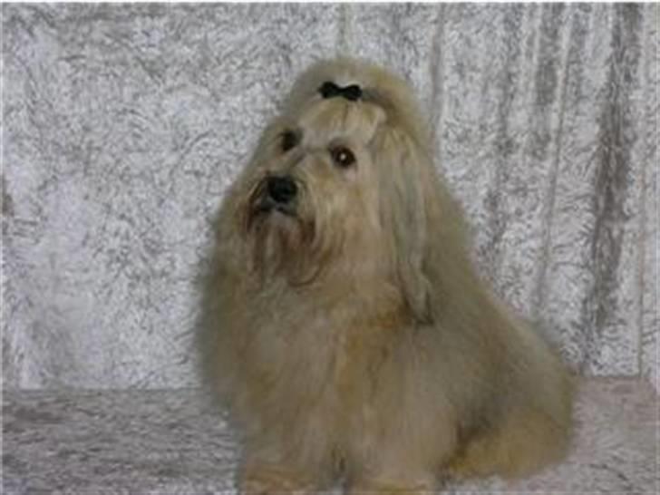 Bichon havanais Jabir´s Danés Batisto - Så er Cody blevet Tysk champion. Hurra Hurra  billede 6