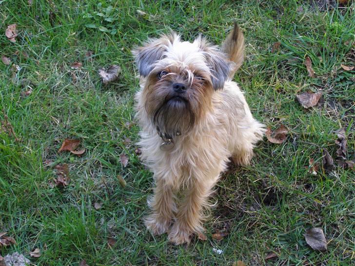 Blanding af racer Zita billede 7