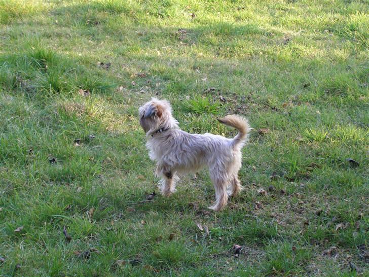 Blanding af racer Zita billede 8