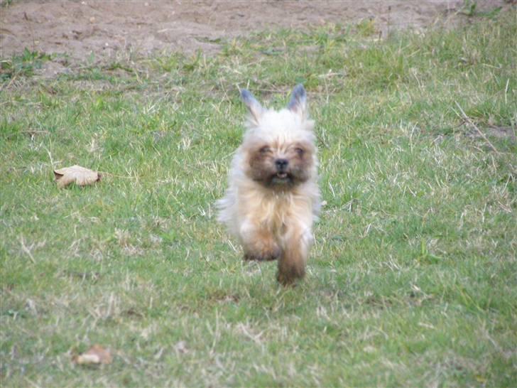 Blanding af racer Zita billede 9