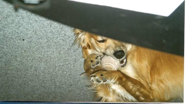Golden retriever Trunte R.I.P 4/7-08 - Min bold er god billede 16