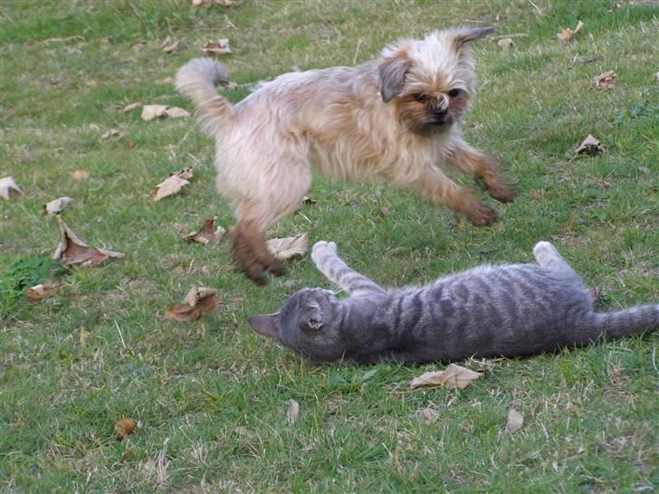 Blanding af racer Zita billede 10