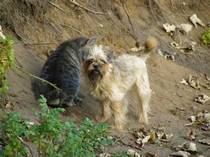 Blanding af racer Zita billede 11