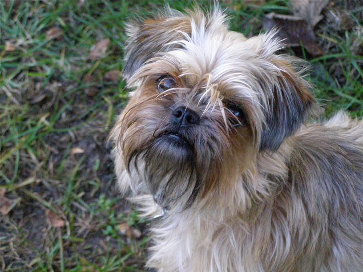 Blanding af racer Zita billede 12