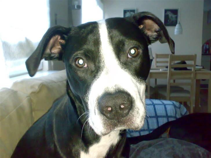 Amerikansk staffordshire terrier Diva - Halløj.... :-) billede 2