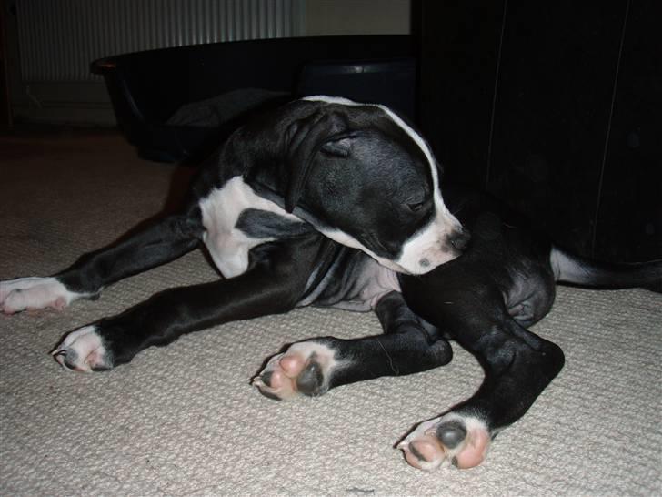 Amerikansk staffordshire terrier Diva - Skal jo ha sat pelsen:-) billede 3