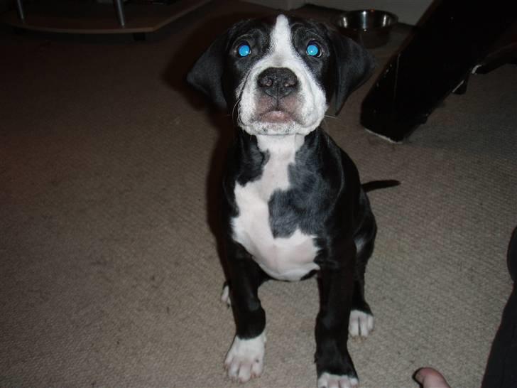 Amerikansk staffordshire terrier Diva billede 4