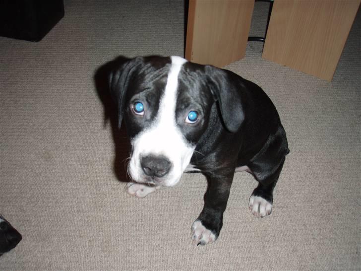 Amerikansk staffordshire terrier Diva billede 5