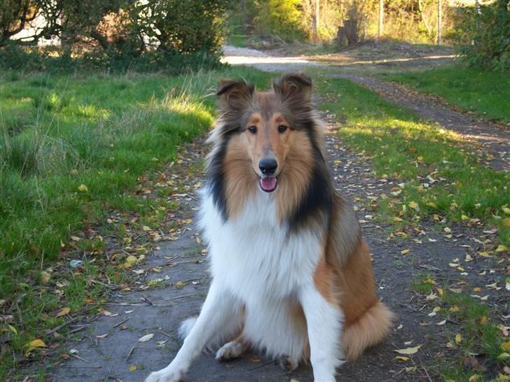 Collie langhåret kira billede 16