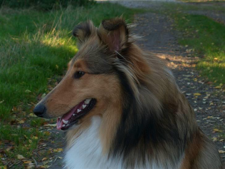 Collie langhåret kira billede 17