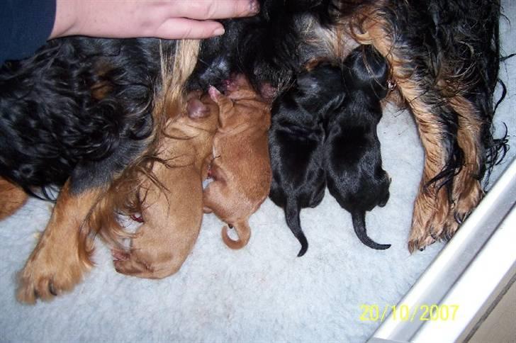 Cavalier king charles spaniel Carmen - Carmens dejlige hvalpe billede 16