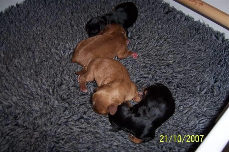 Cavalier king charles spaniel Carmen - Guldklumper billede 17