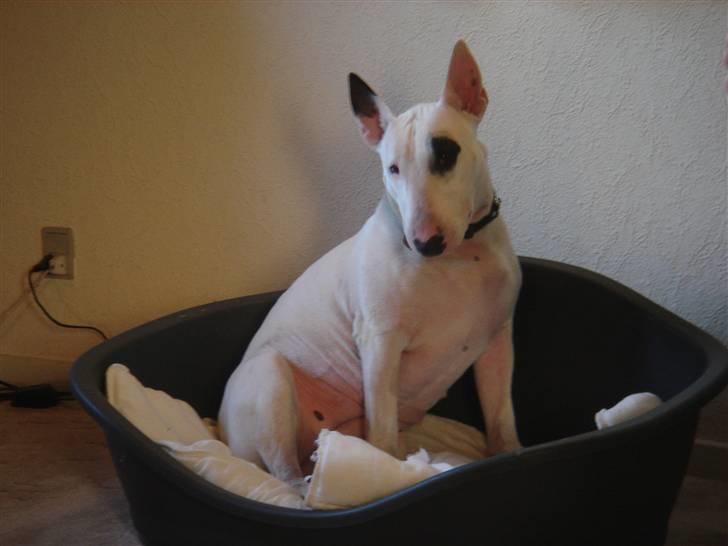 Bullterrier Kenja billede 17