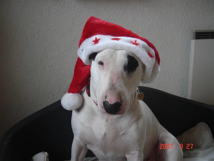 Bullterrier Kenja billede 18