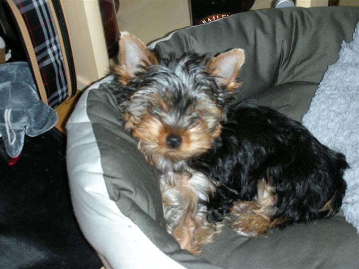 Yorkshire terrier The Boss billede 3