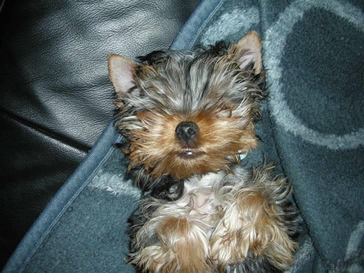 Yorkshire terrier The Boss billede 4