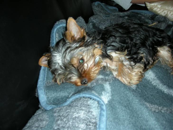 Yorkshire terrier The Boss - er lidt træt... billede 5