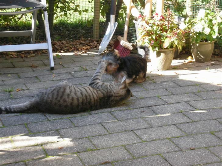 Yorkshire terrier The Boss - uuhhh jeg tror jeg vinder idag :o) billede 6