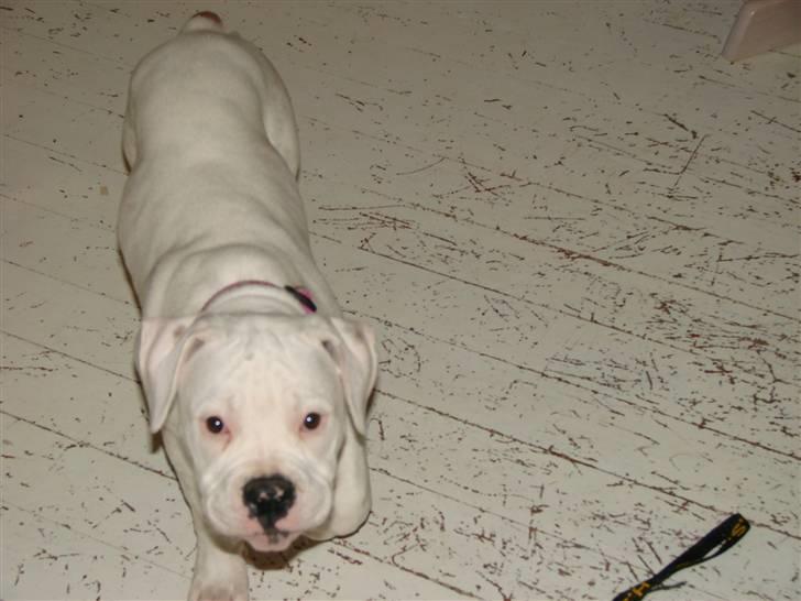 Amerikansk bulldog Mango (Rest In peace) billede 6