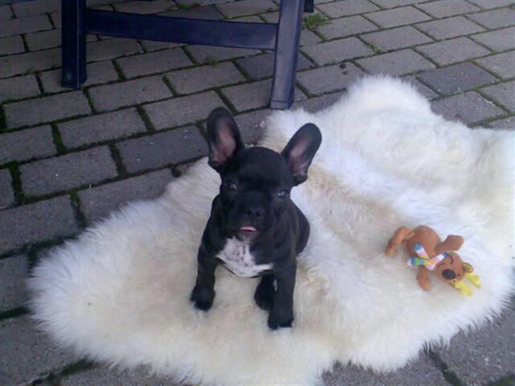 Fransk bulldog Bruce - "Her er jeg ikke særlig stor, men sød" :-) billede 4