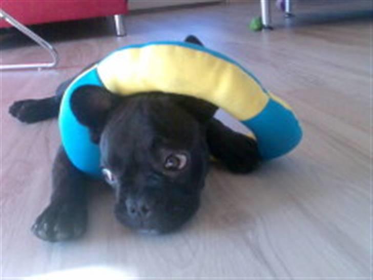 Fransk bulldog Bruce - "Er jeg ikke uskyldig" billede 5