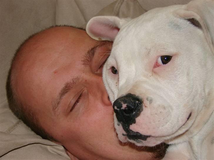 Amerikansk bulldog Mango (Rest In peace) - Far er den bedste i verden billede 7