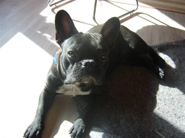 Fransk bulldog Bruce - "Ta nu det billede mor" billede 6
