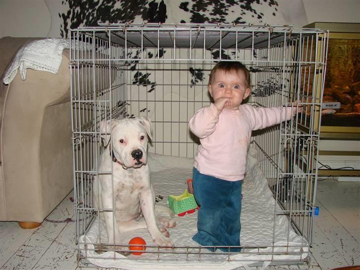 Amerikansk bulldog Mango (Rest In peace) billede 8